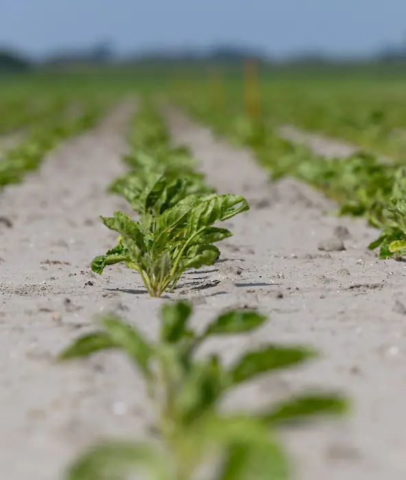 achtergrond afbeelding