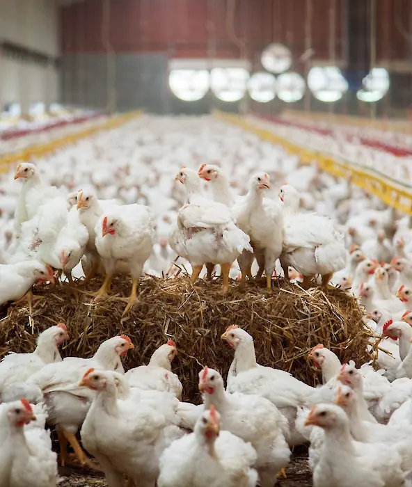 achtergrond afbeelding