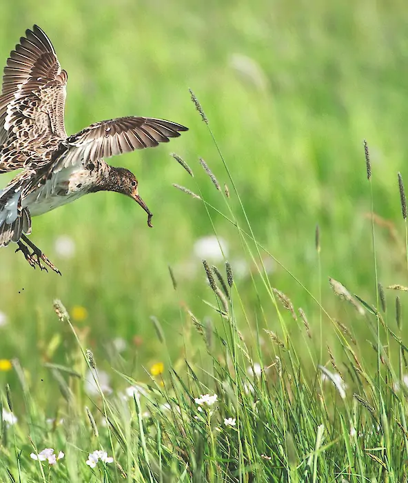 achtergrond afbeelding